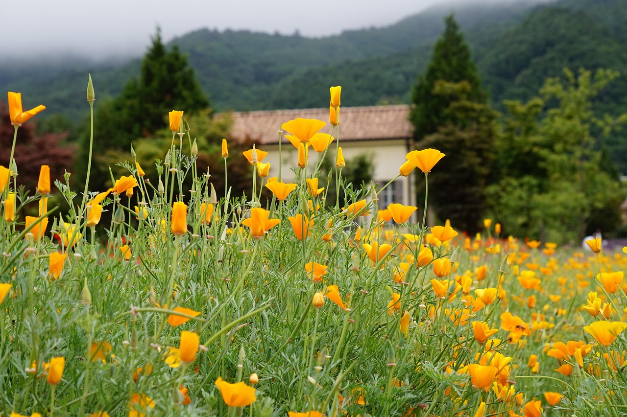 兔子ip实名账号：玉环办理代理记账注册